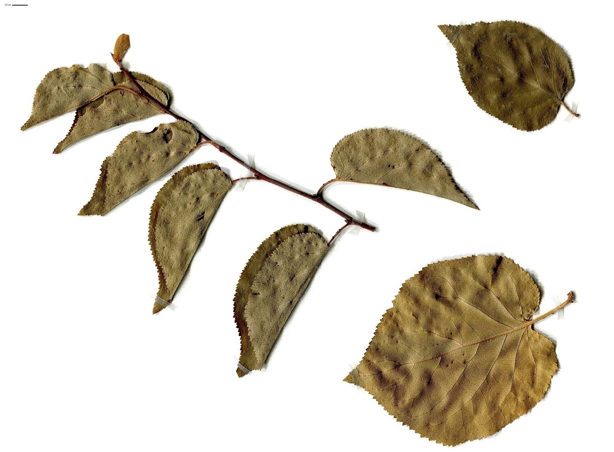 Prunus armeniaca (Rosaceae)